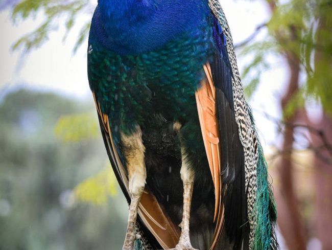 Exemplo de foto tirada com a Canon R8