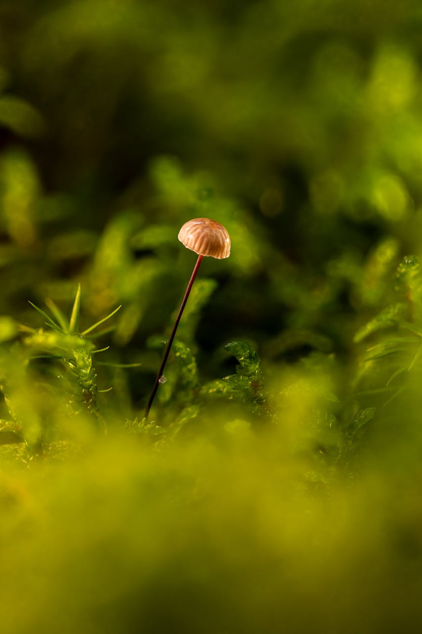 Exemplo de foto tirada com a Canon R8