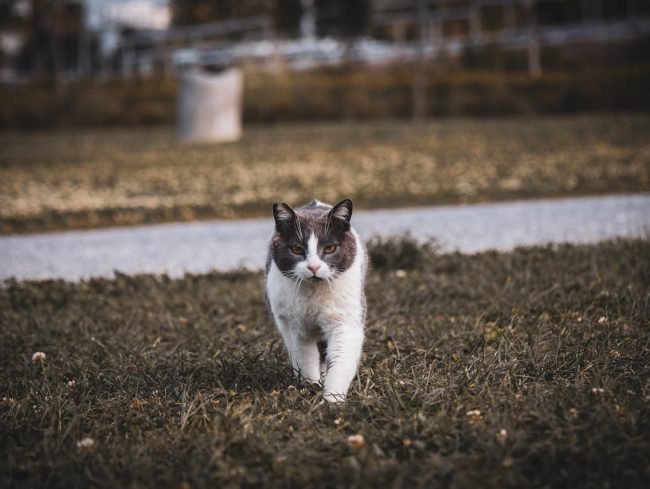 Foto Tirada com a Canon EOS R5