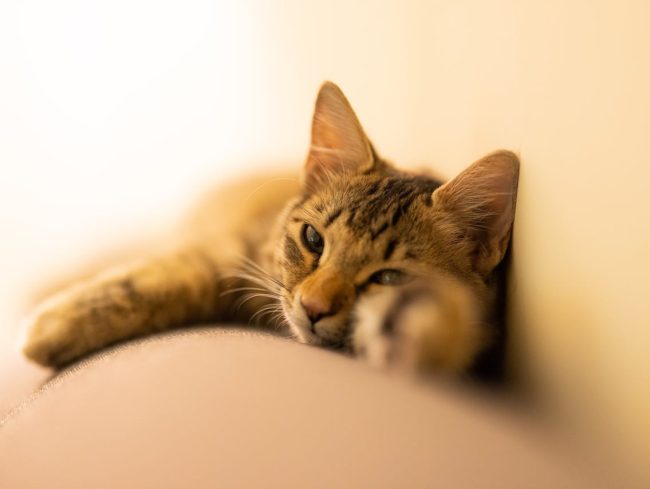 Foto Tirada com a Canon EOS R5