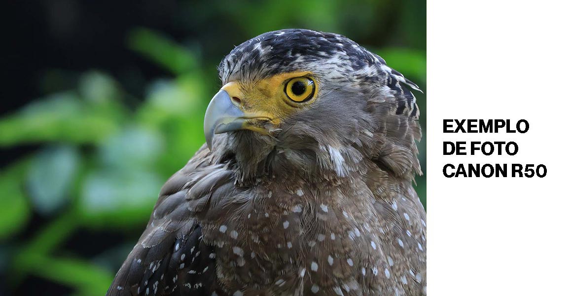 exemplo-de-foto-canon-r50-02