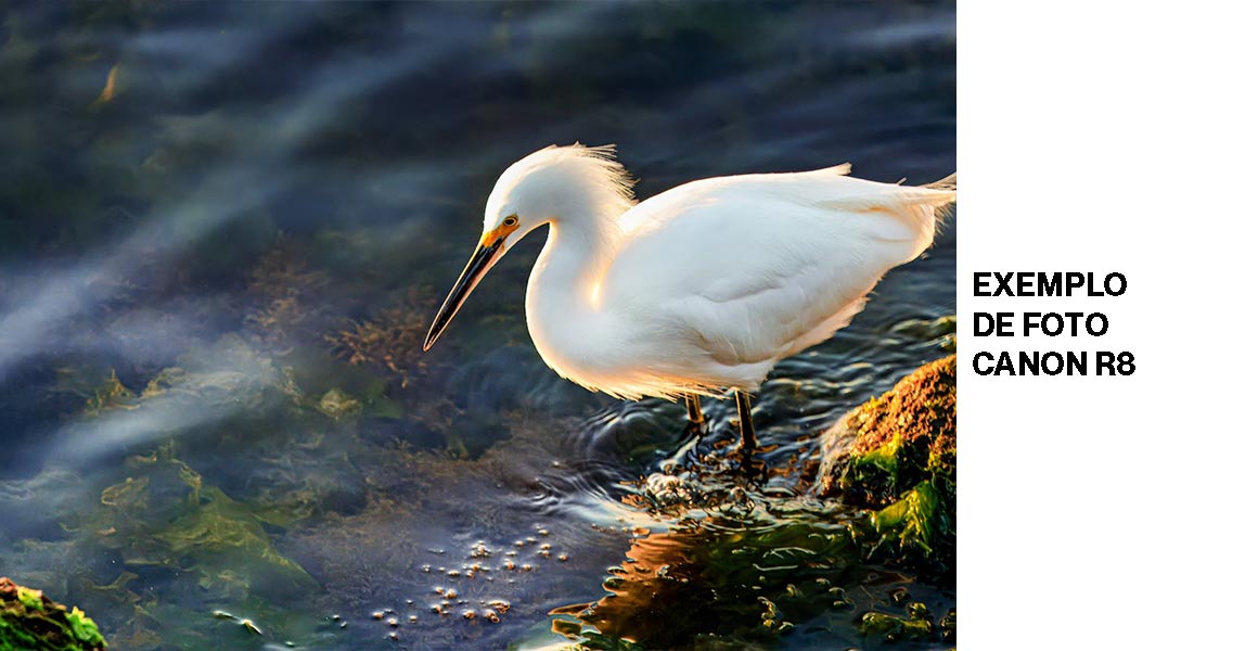 exemplo-de-foto-canon-r8